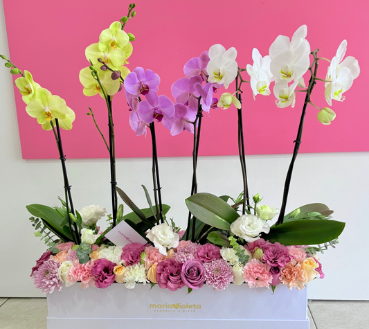 Jardín de Orquídeas