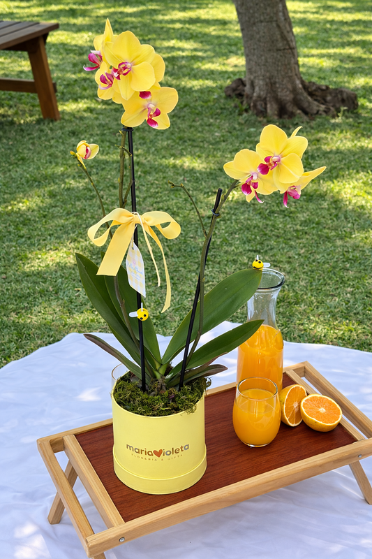 Orquidea Amarelo